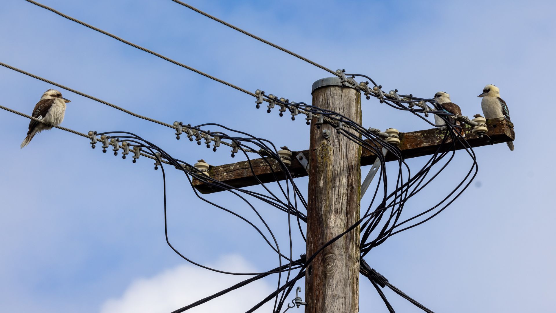What Are the Different Types of Power Poles in Australia?